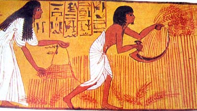 Resultado de imagen de trigo en tumbas egipcias